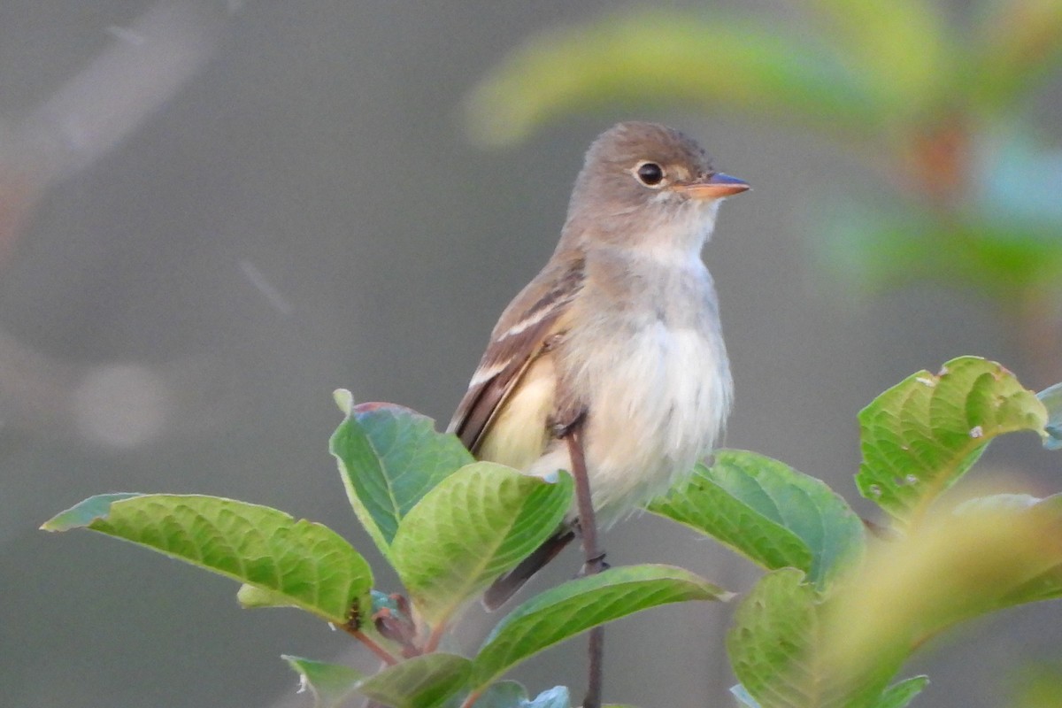 Willow Flycatcher - ML620627091