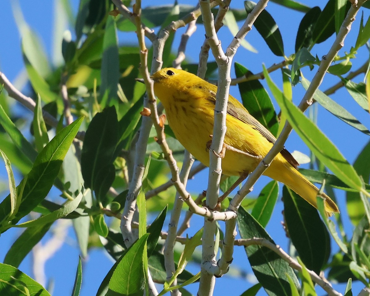 Yellow Warbler - ML620627092