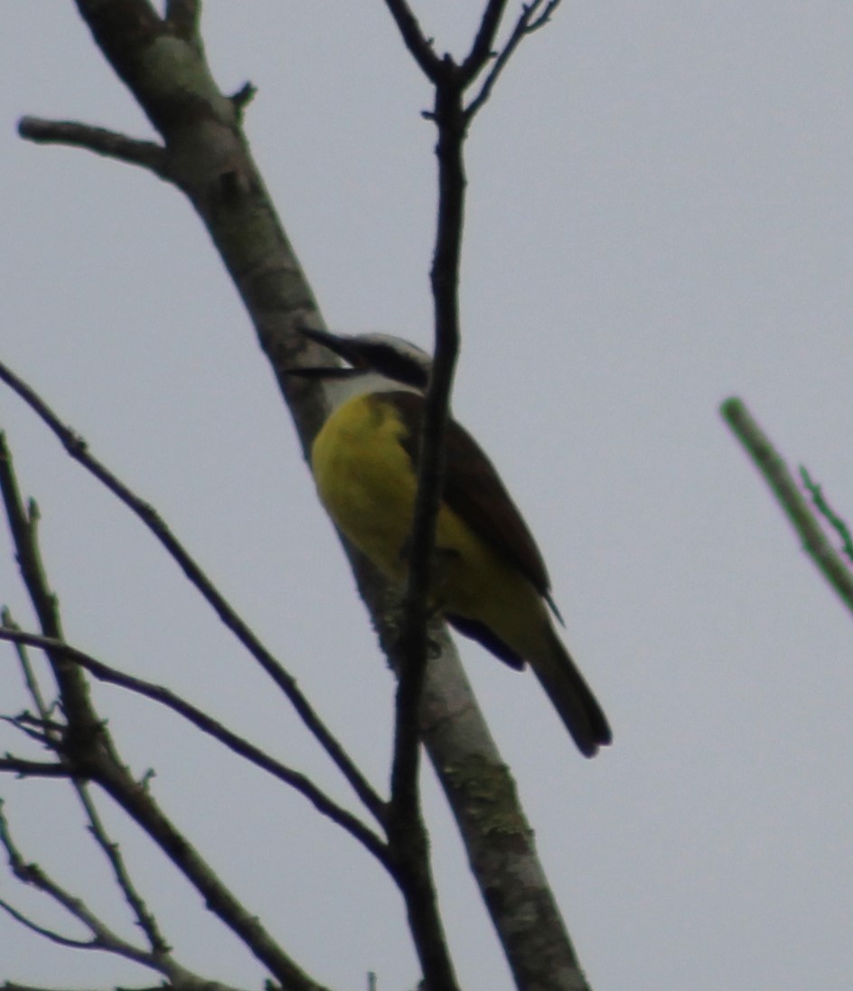 Great Kiskadee - ML620627094