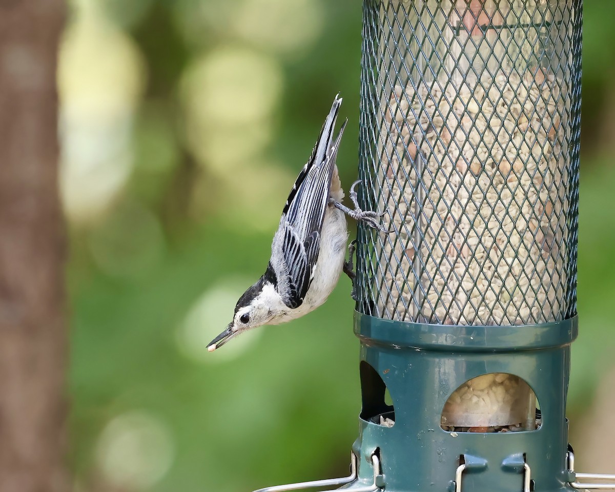 White-breasted Nuthatch - ML620627095