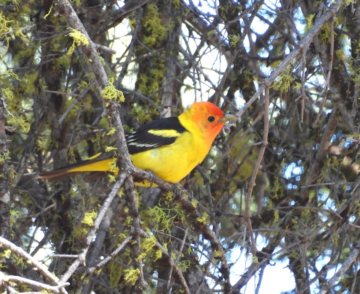 Western Tanager - ML620627096