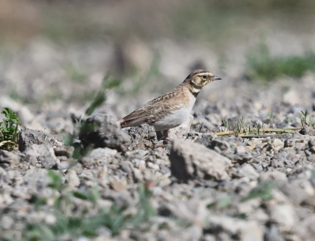 Horned Lark - ML620627099