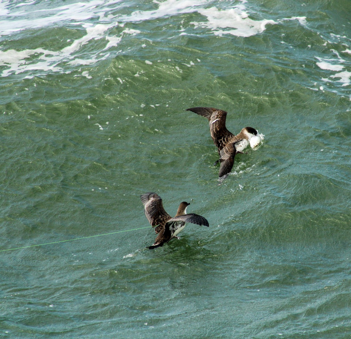 Great Shearwater - William Hoeck