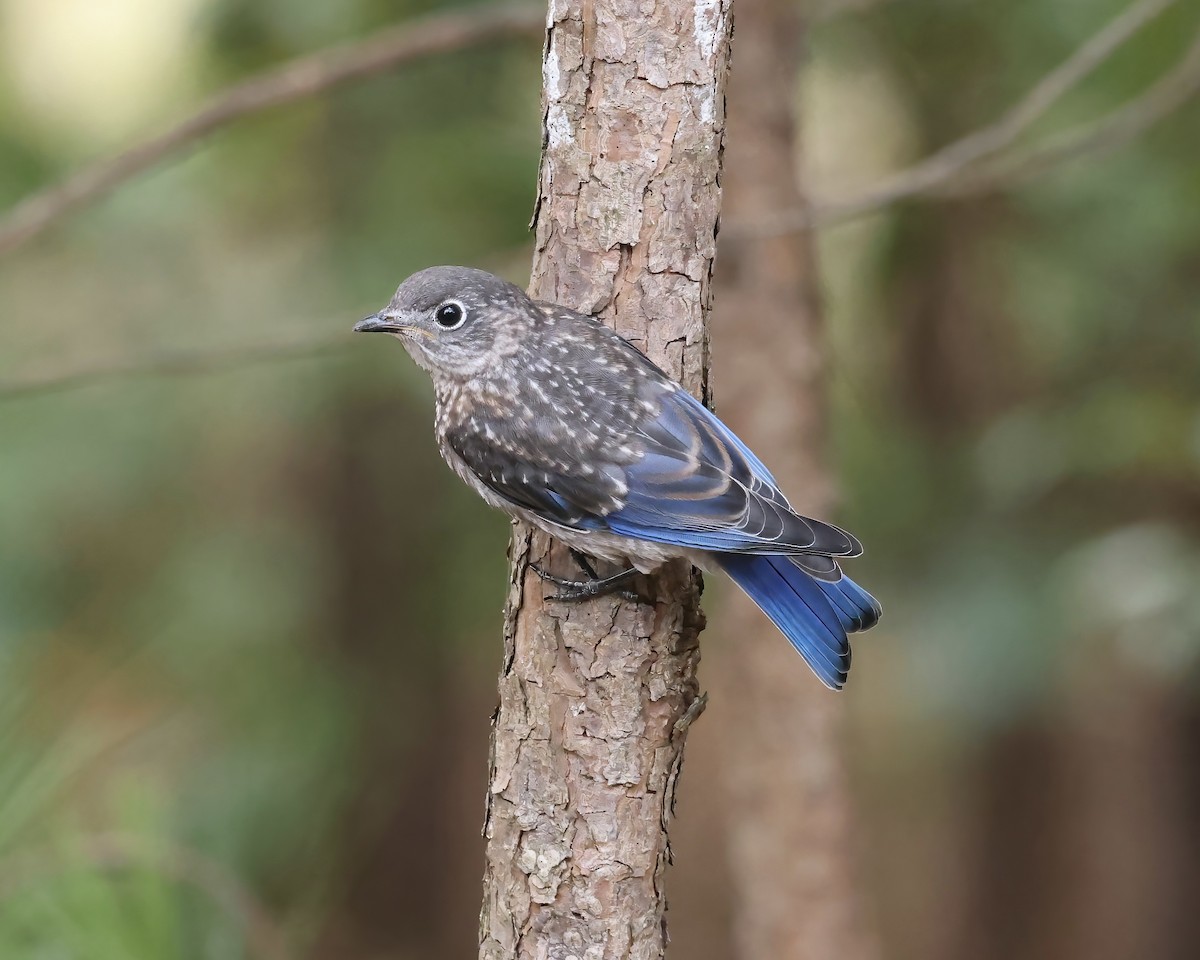 Eastern Bluebird - ML620627123