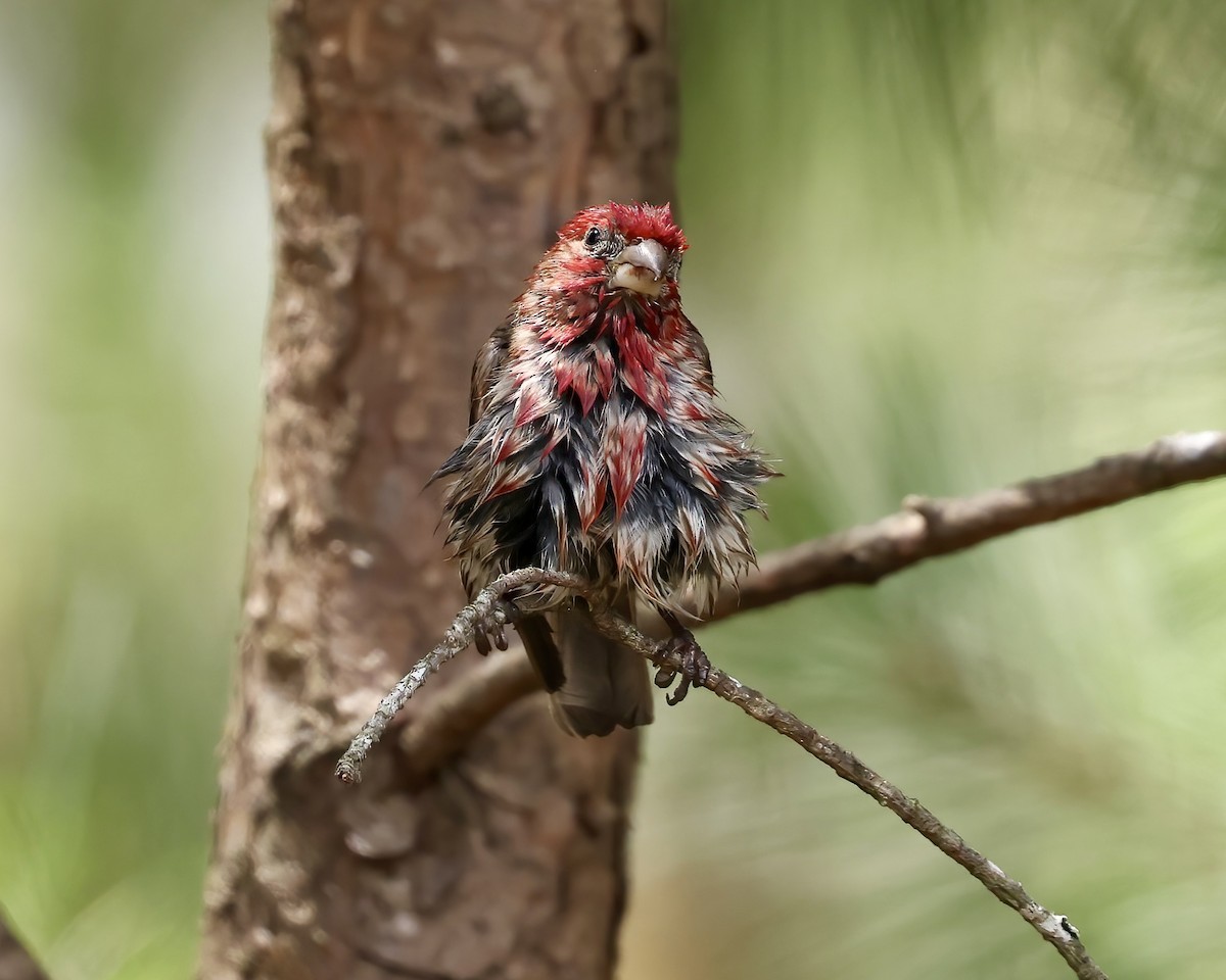 House Finch - ML620627125