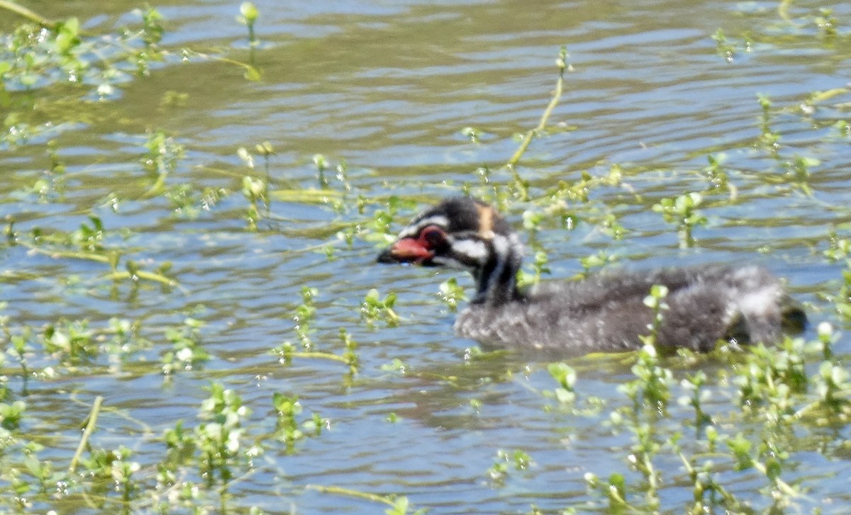 Pied-billed Grebe - ML620627127