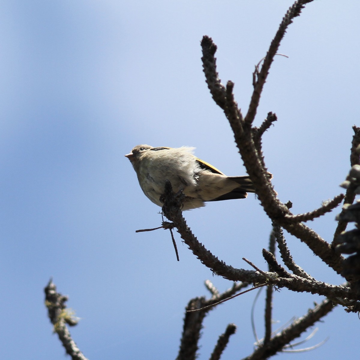 Lawrence's Goldfinch - ML620627128