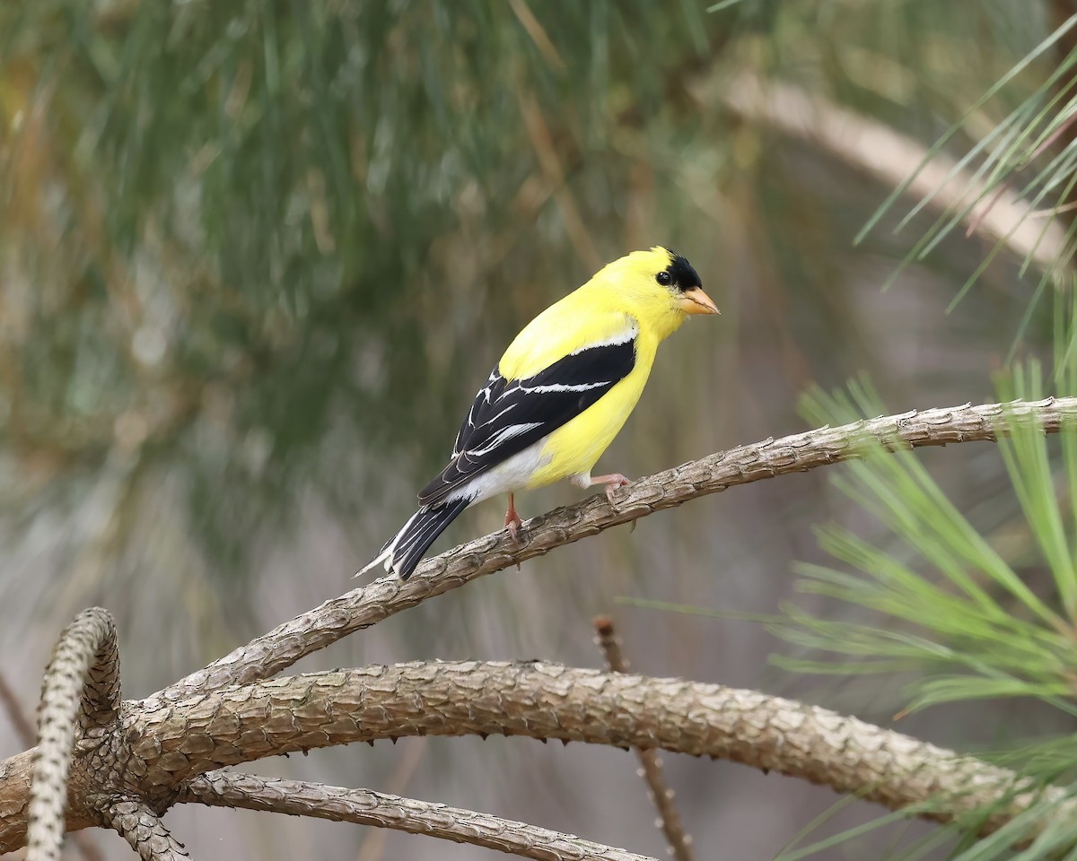 American Goldfinch - ML620627129