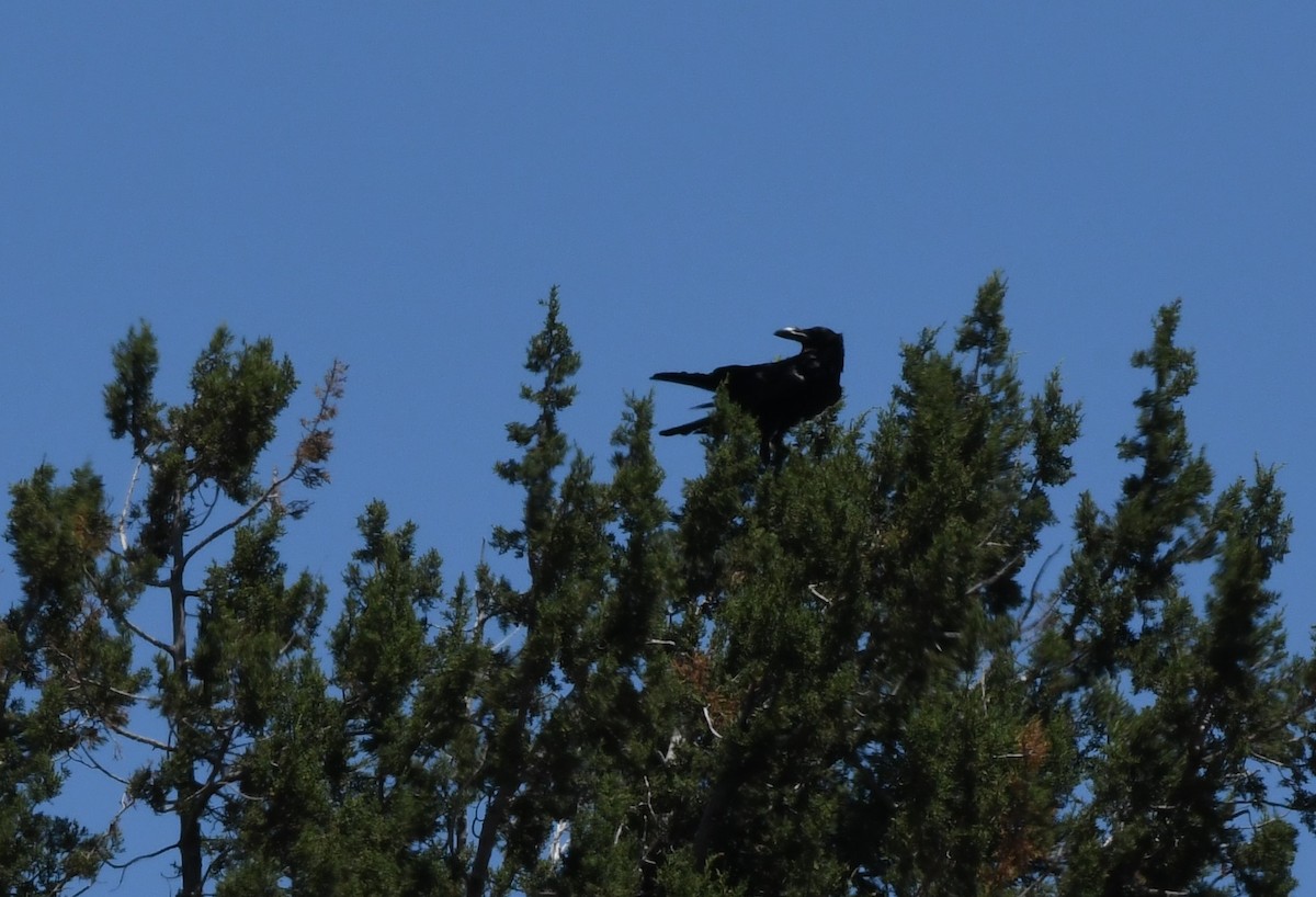 Common Raven - ML620627130