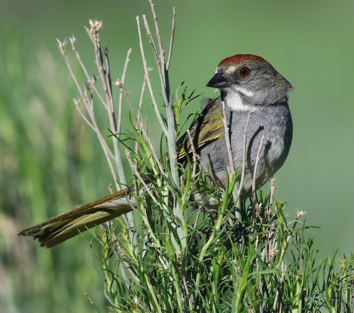 Green-tailed Towhee - ML620627131