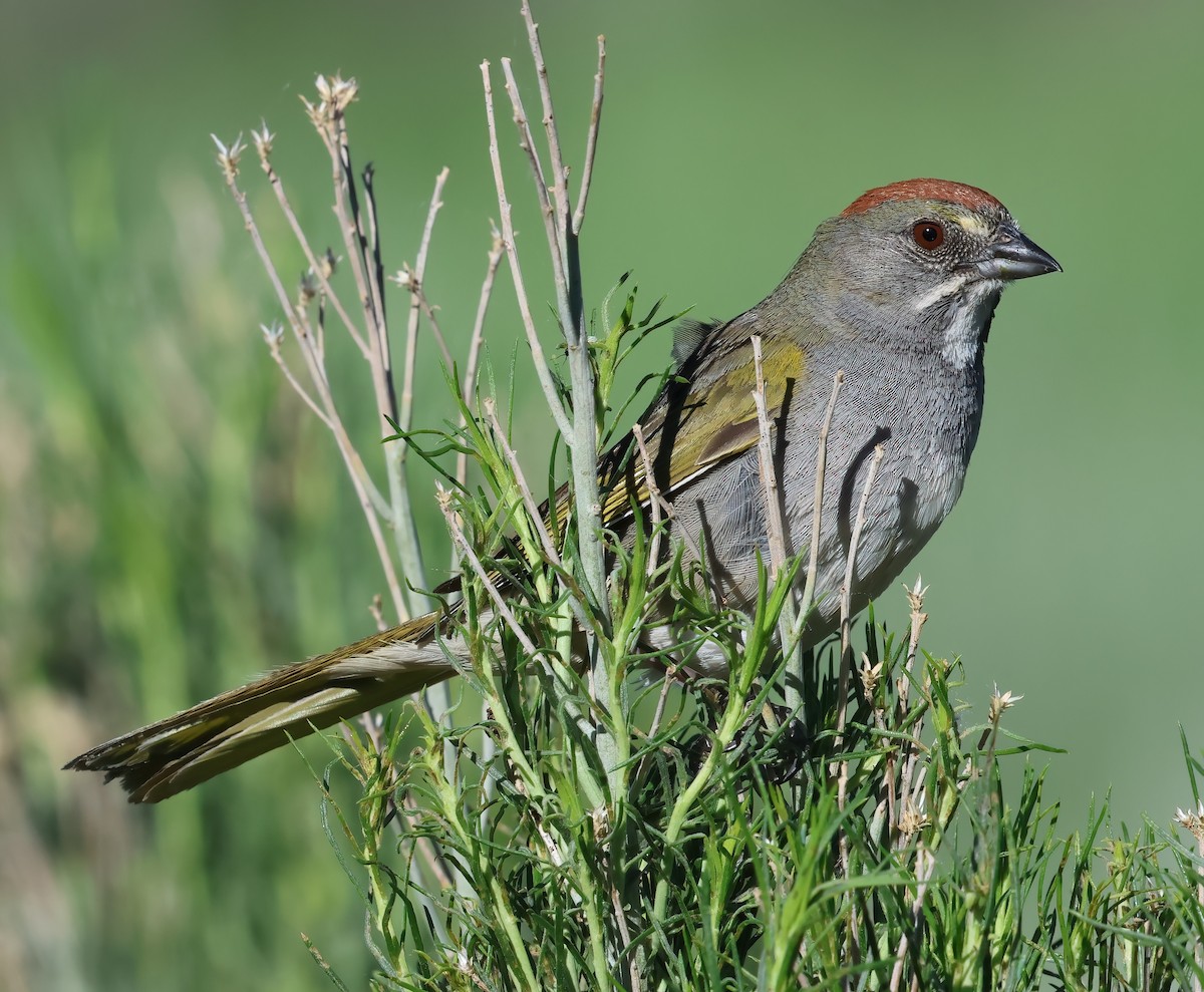 Green-tailed Towhee - ML620627132