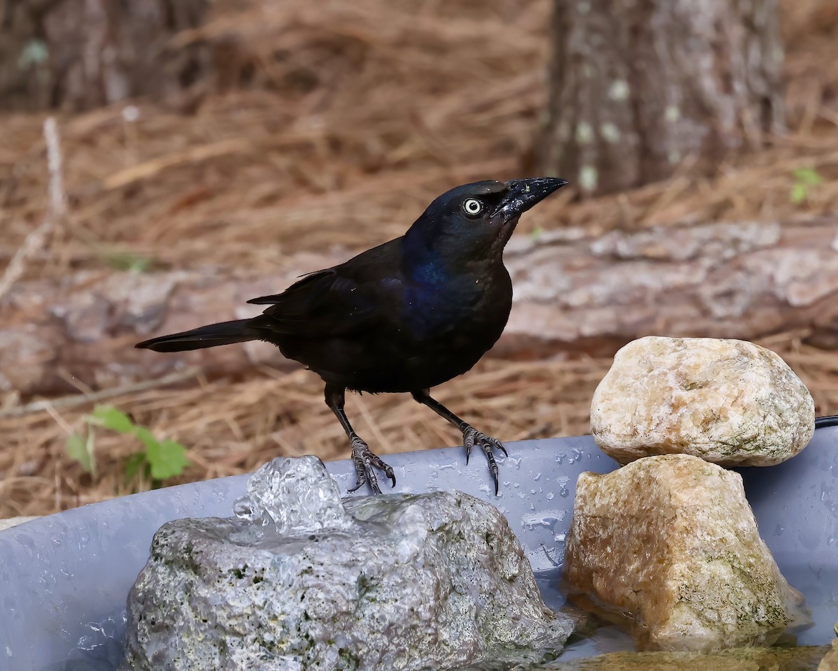 Common Grackle - ML620627134