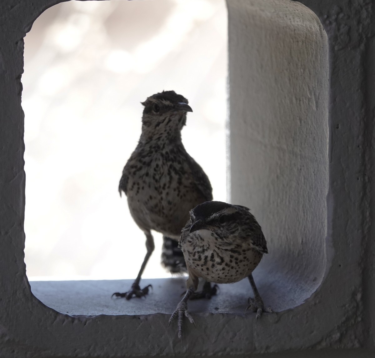 Cactus Wren - ML620627135