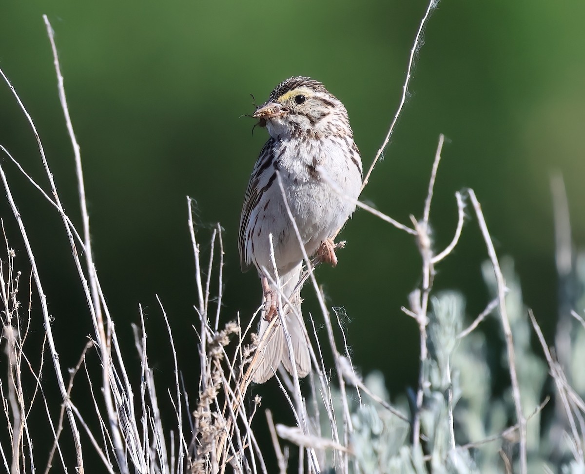 Savannah Sparrow - ML620627136