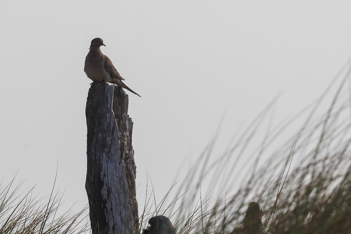 Mourning Dove - ML620627137