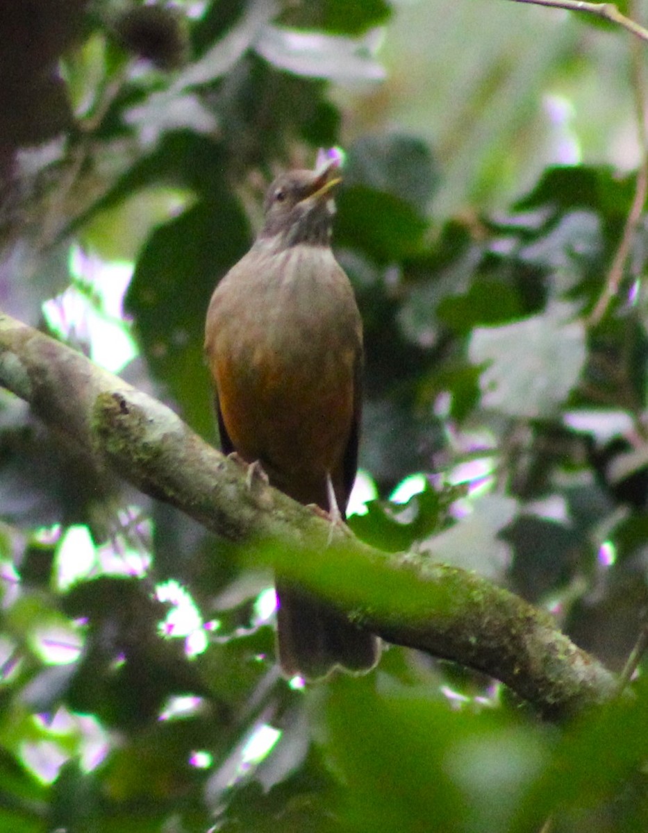 Rufous-bellied Thrush - ML620627139