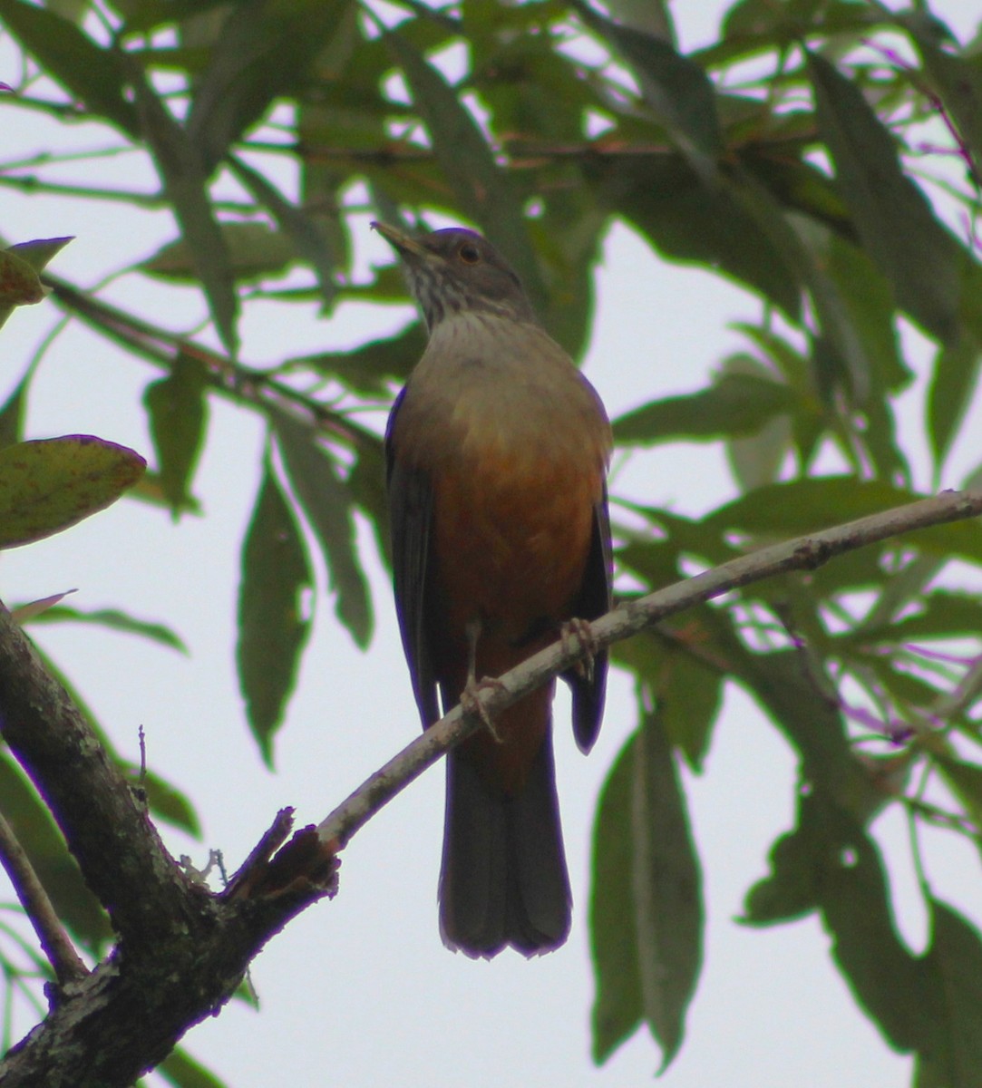 Rufous-bellied Thrush - ML620627140