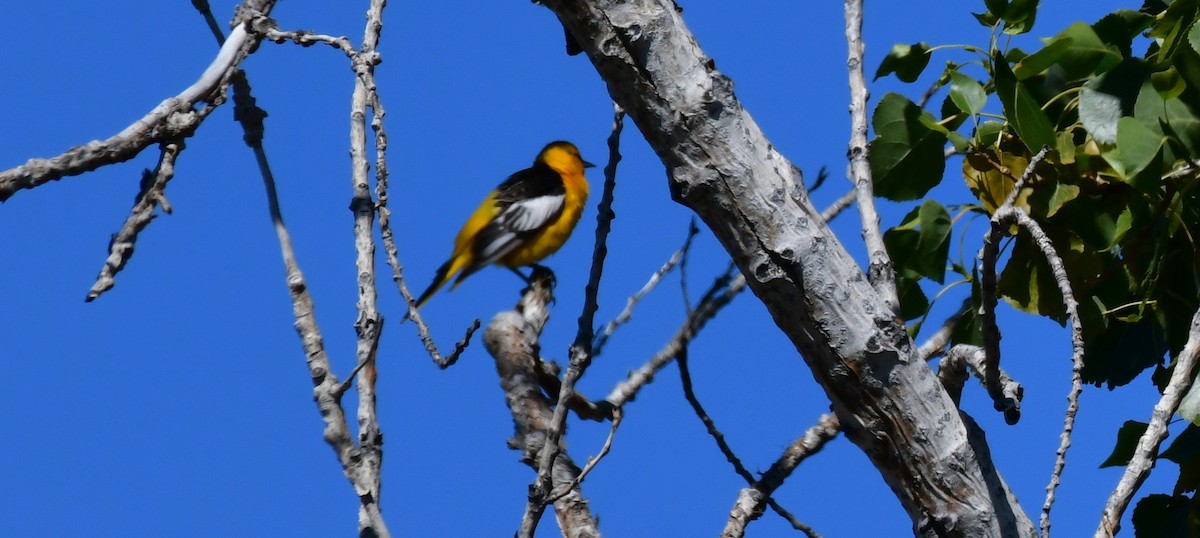 Bullock's Oriole - ML620627142