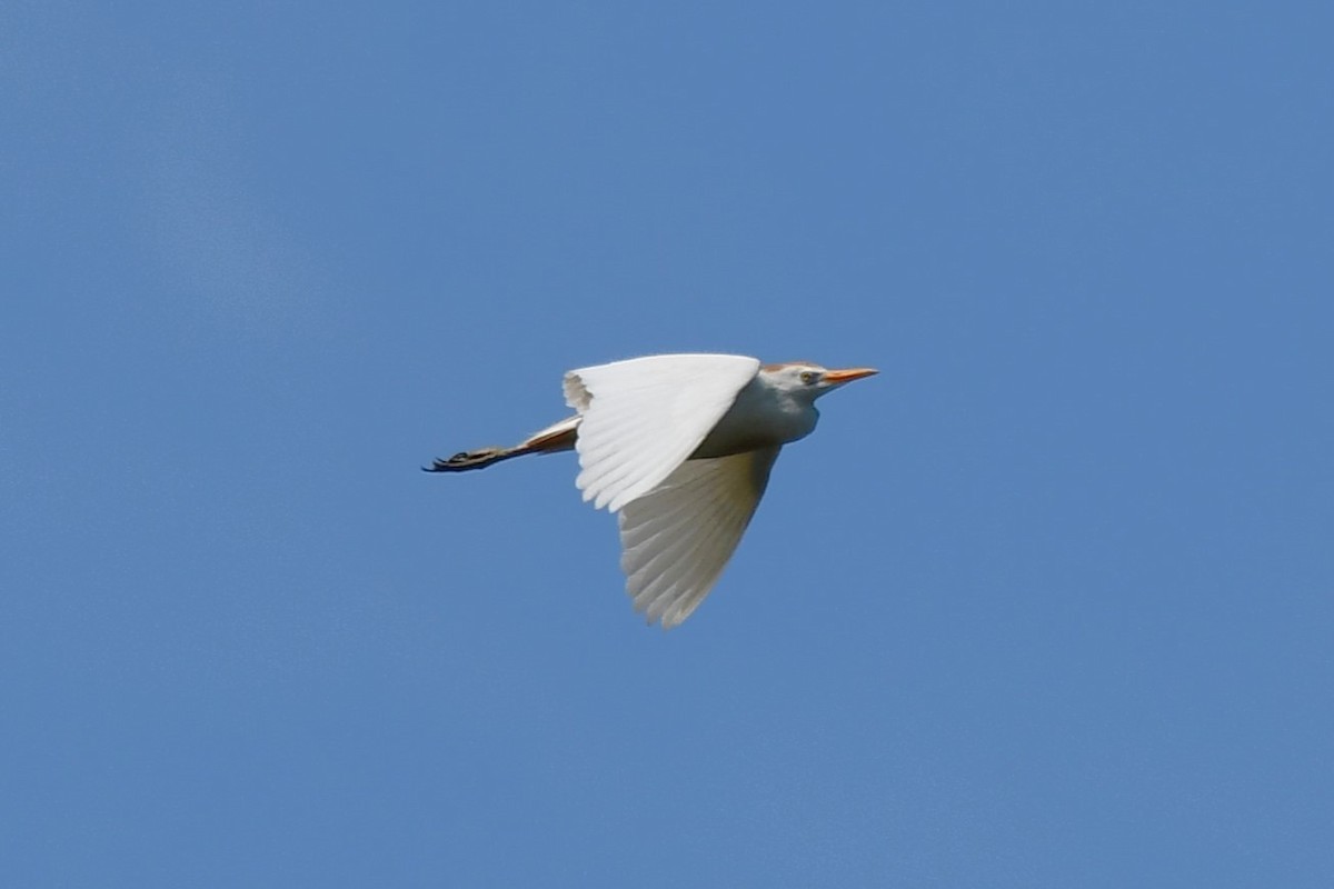 Western Cattle Egret - ML620627143