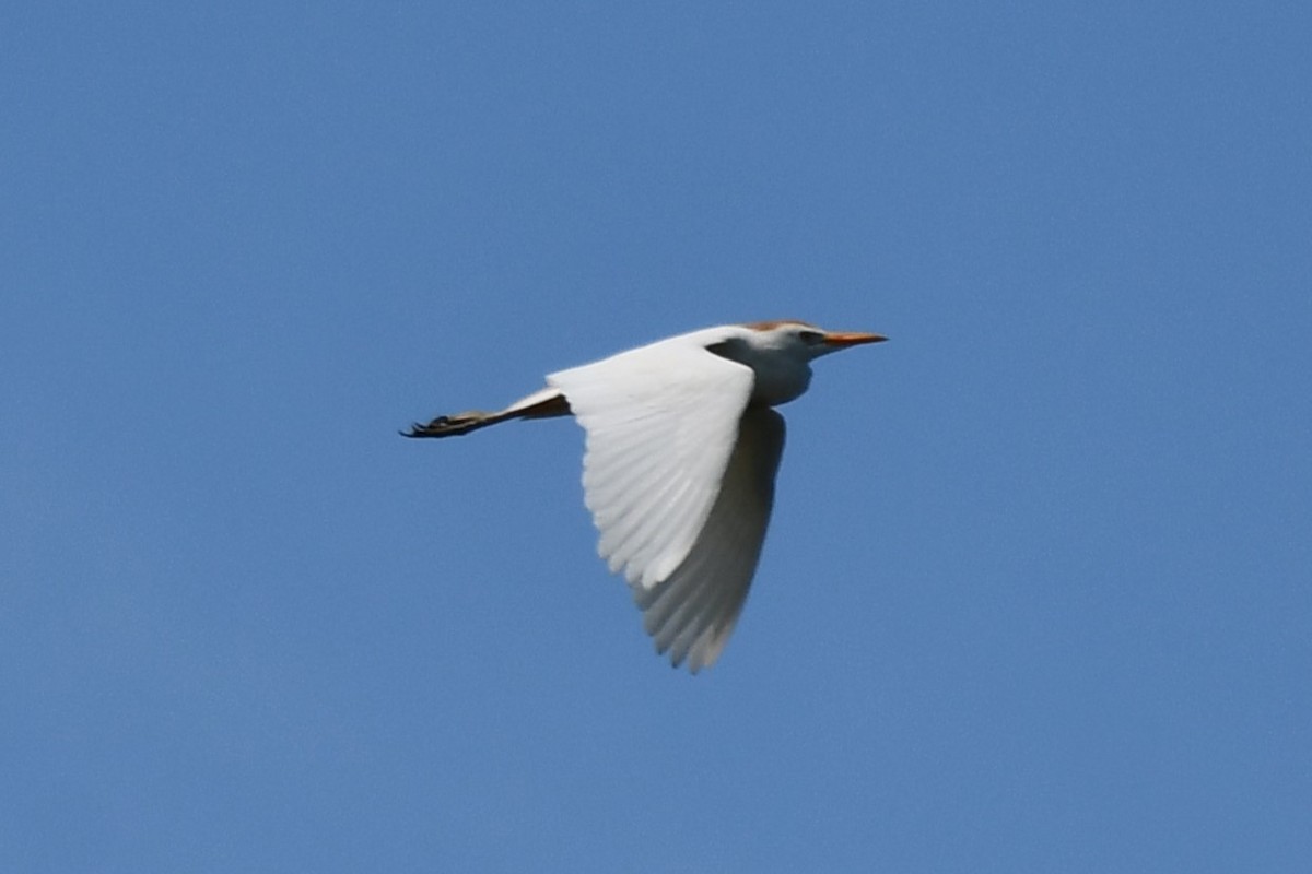 Western Cattle Egret - ML620627144