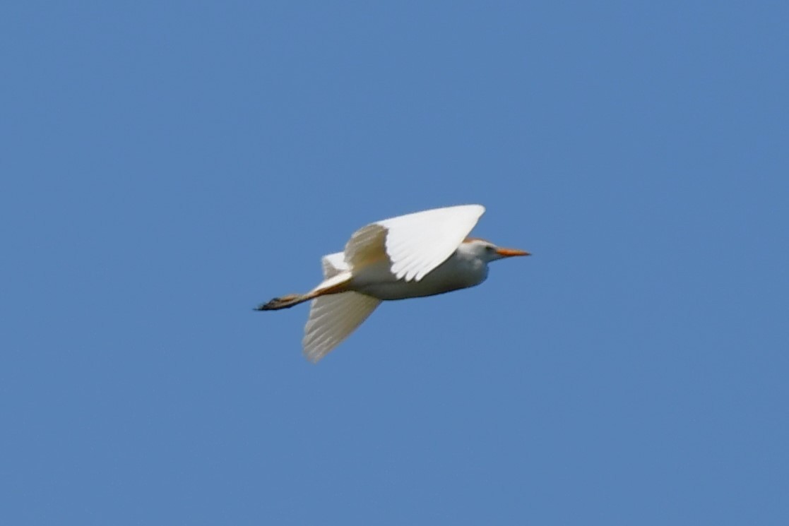 Чапля єгипетська (підвид ibis) - ML620627147
