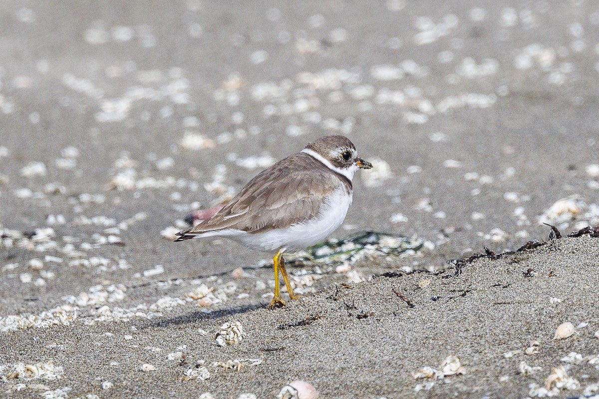 Semipalmated Plover - ML620627148