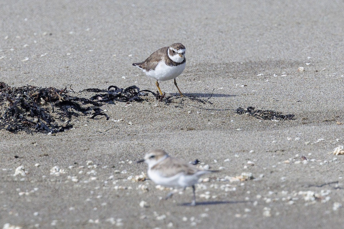 Semipalmated Plover - ML620627149