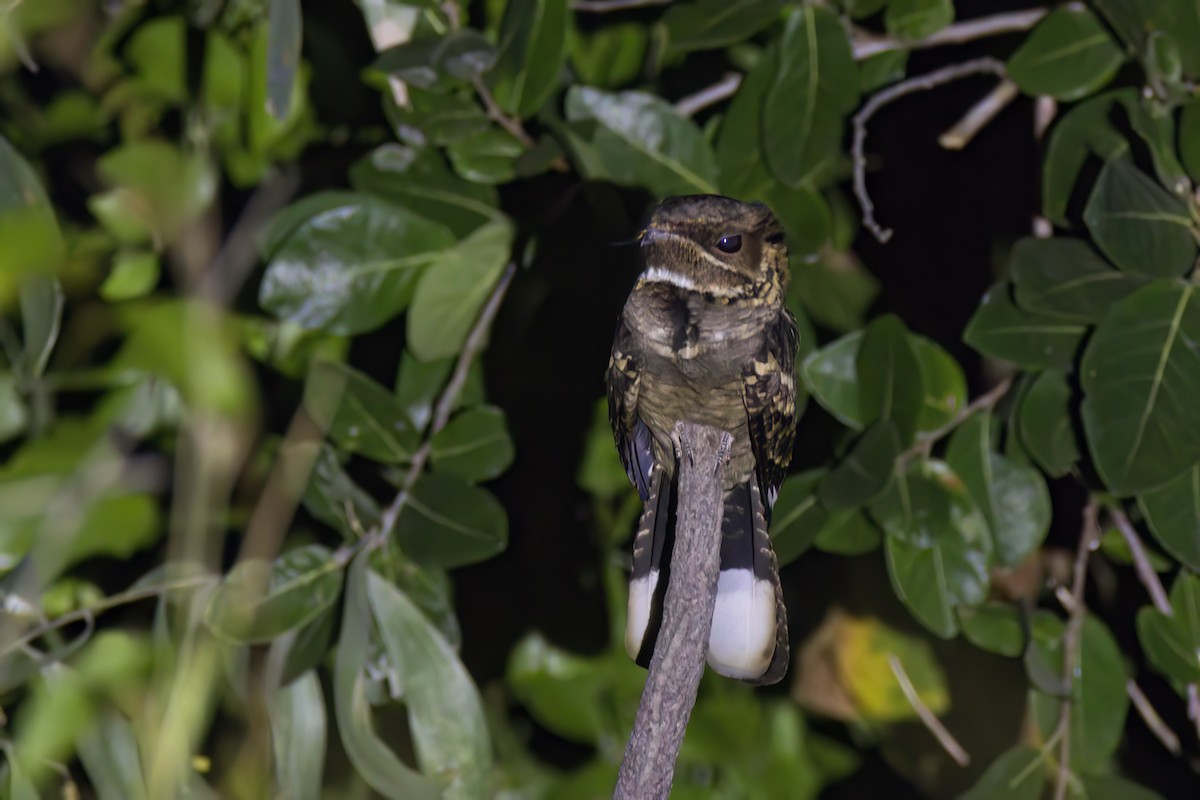 Large-tailed Nightjar - ML620627150