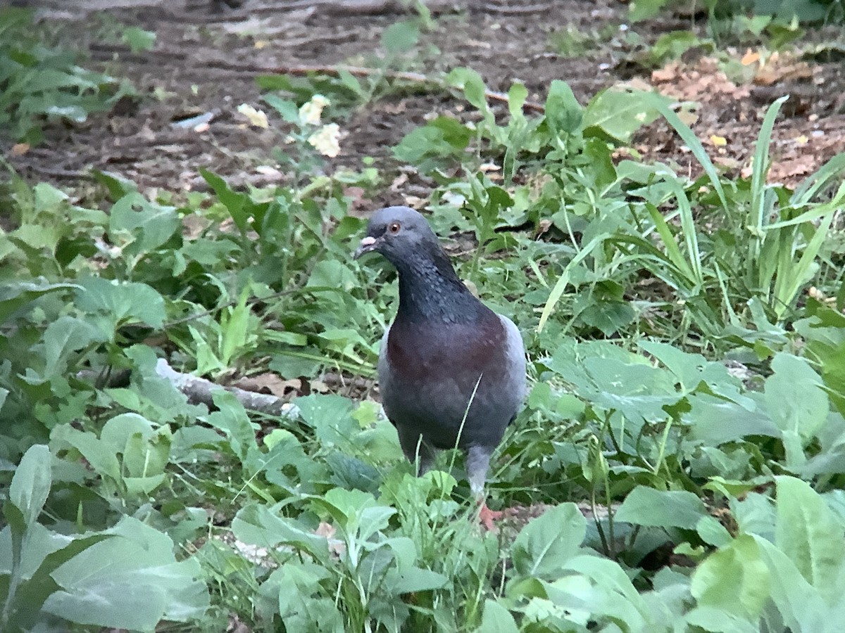 Rock Pigeon (Feral Pigeon) - ML620627151