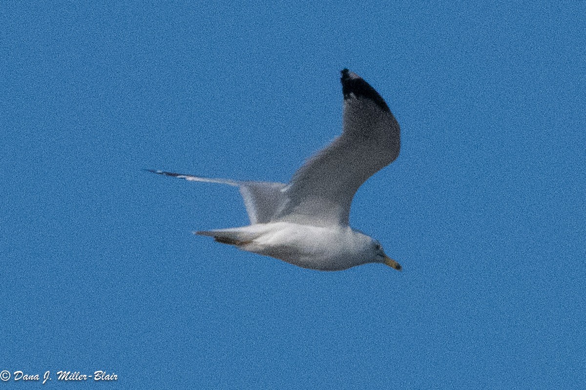 Goéland à bec cerclé - ML620627152