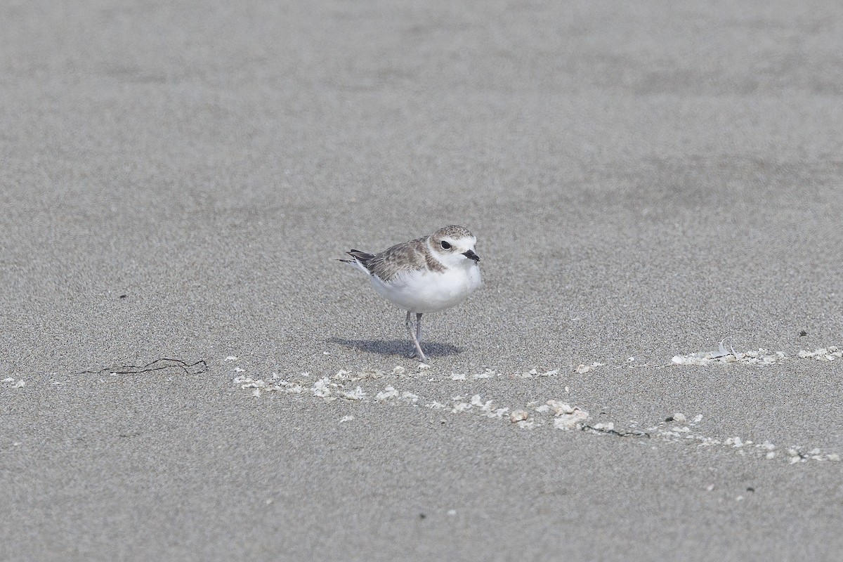 Snowy Plover - Cathy Beck