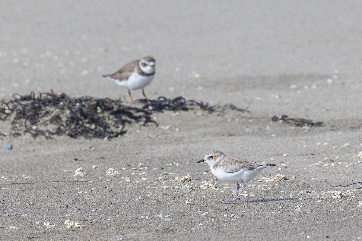 Snowy Plover - ML620627155