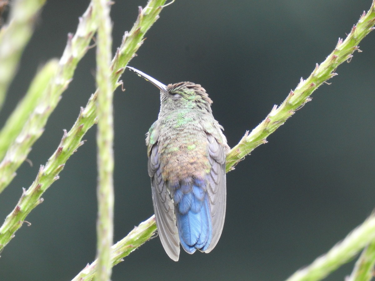 blågumpkolibri - ML620627156