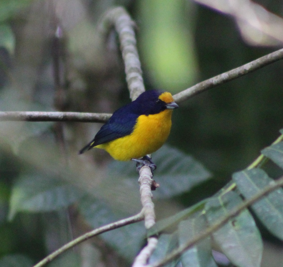 Violaceous Euphonia - Pedro Behne