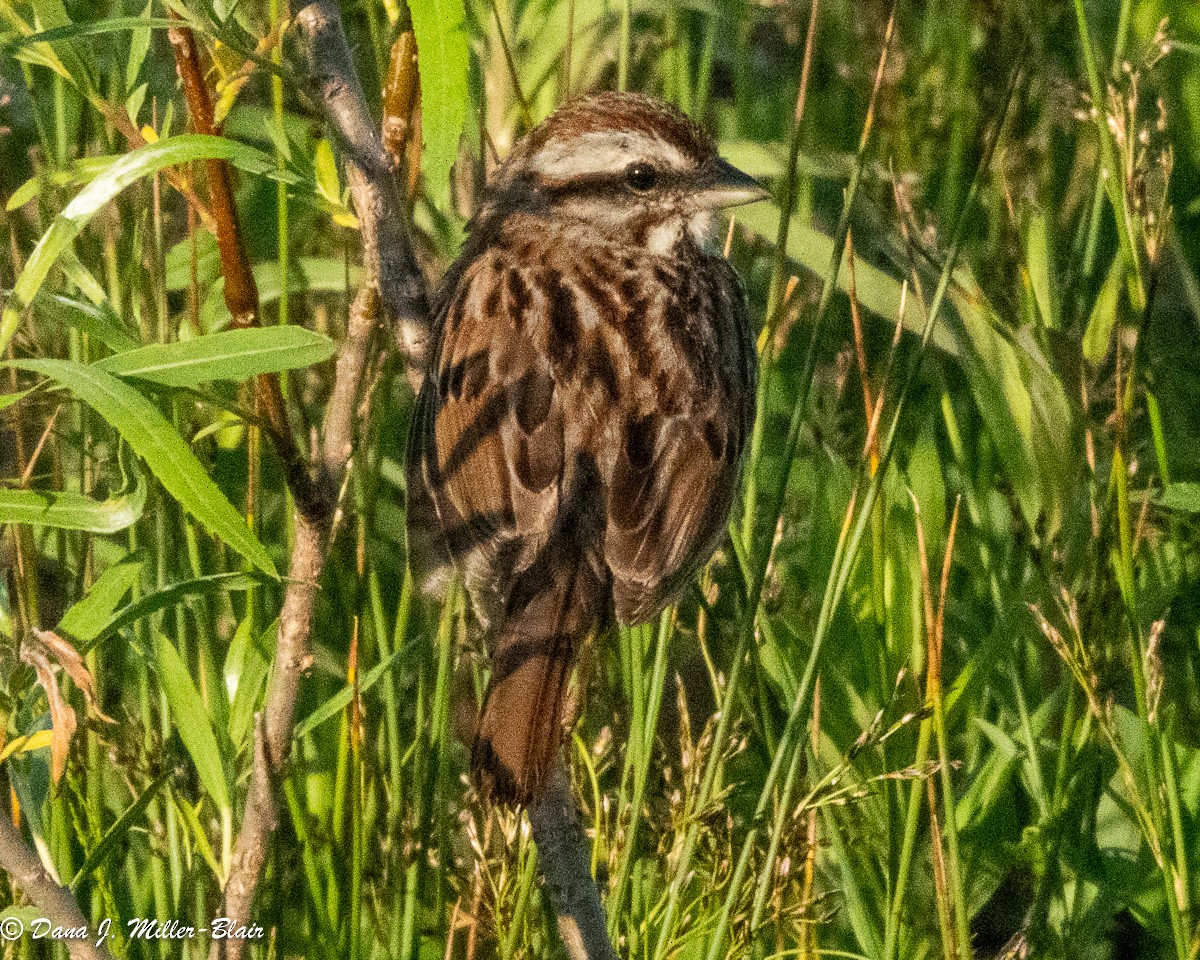 Song Sparrow - ML620627160