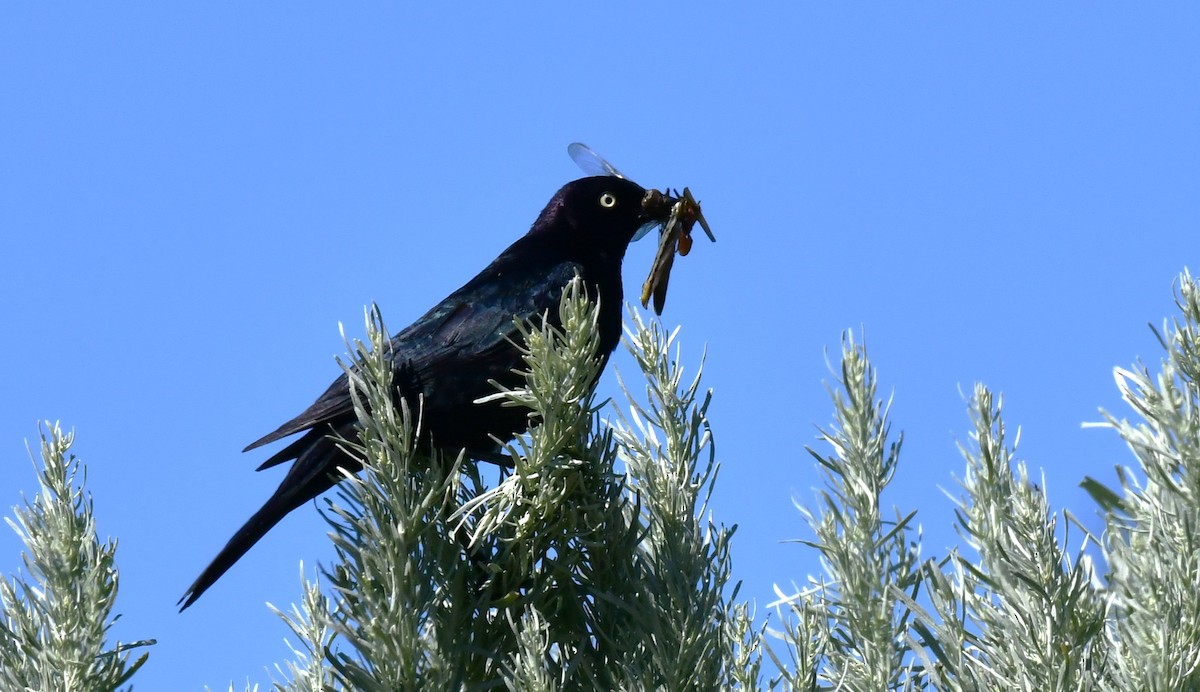 Brewer's Blackbird - ML620627161