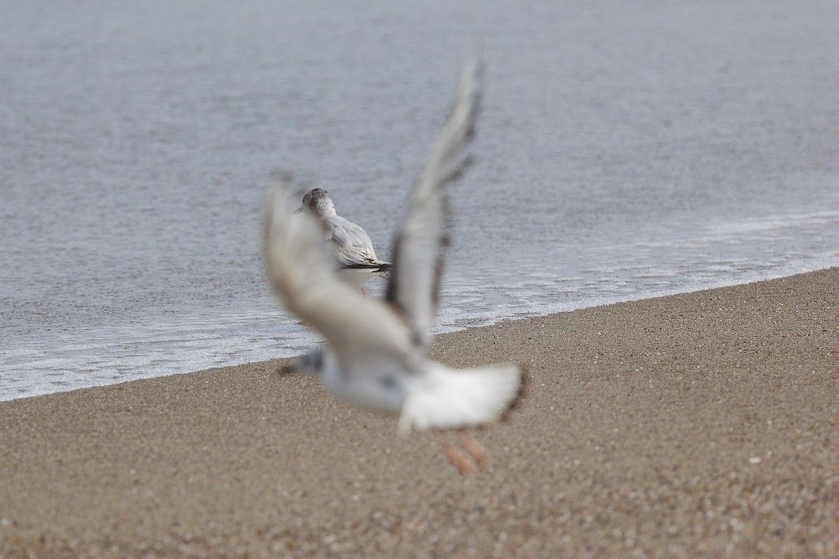 Bonaparte's Gull - ML620627165