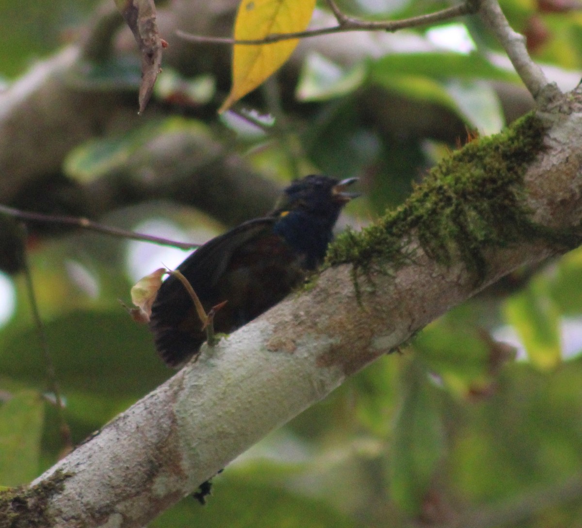 Chestnut-bellied Euphonia - ML620627166