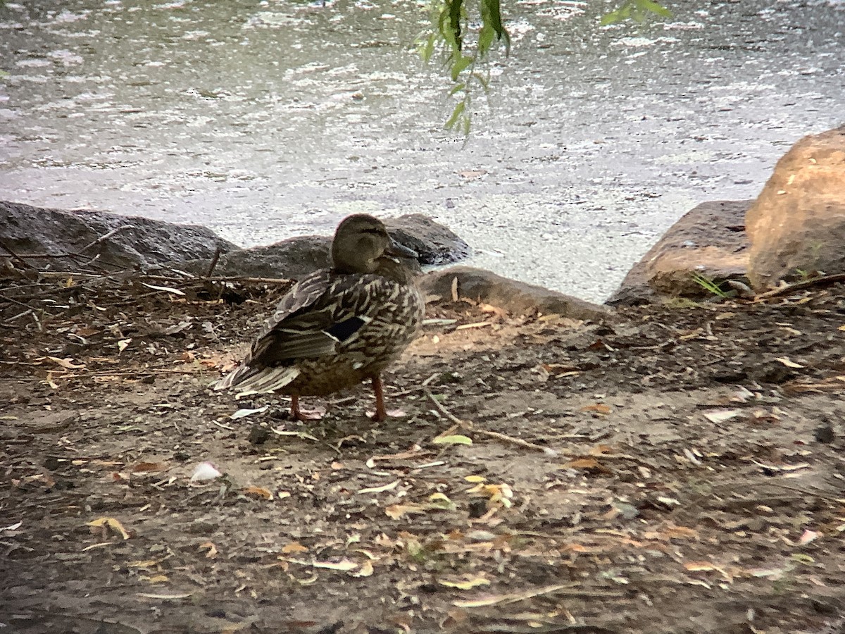 Canard colvert - ML620627167