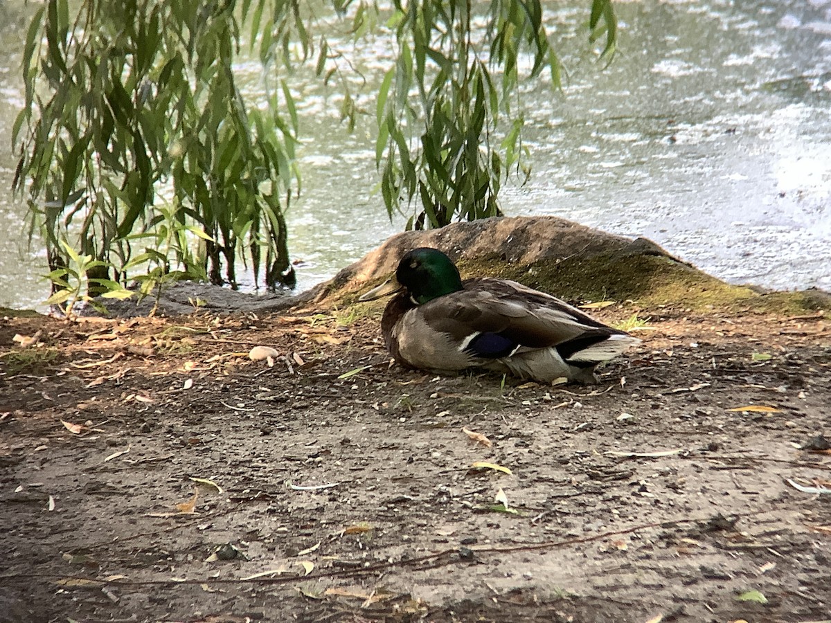 Canard colvert - ML620627169