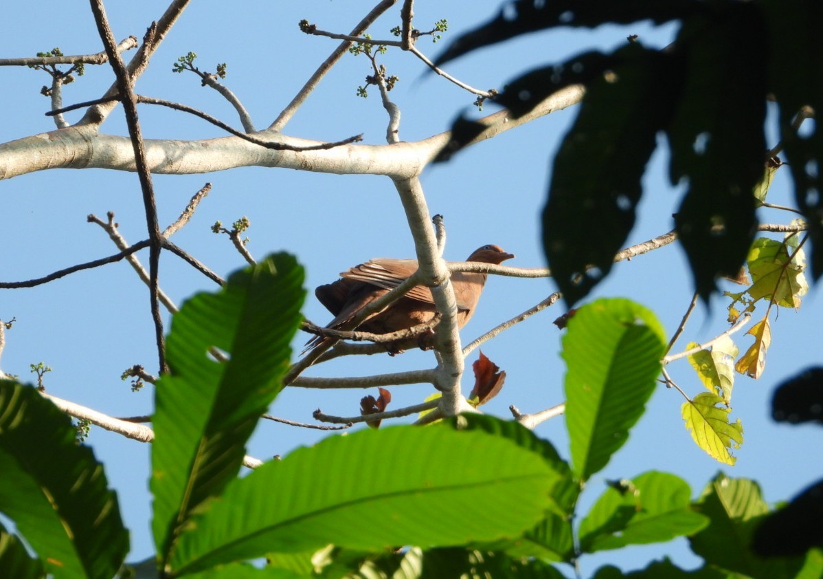 Andaman Cuckoo-Dove - ML620627170