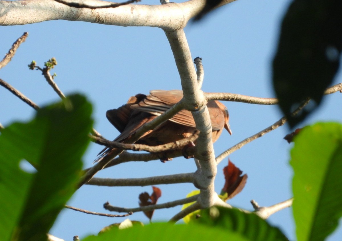 Andaman Cuckoo-Dove - ML620627171