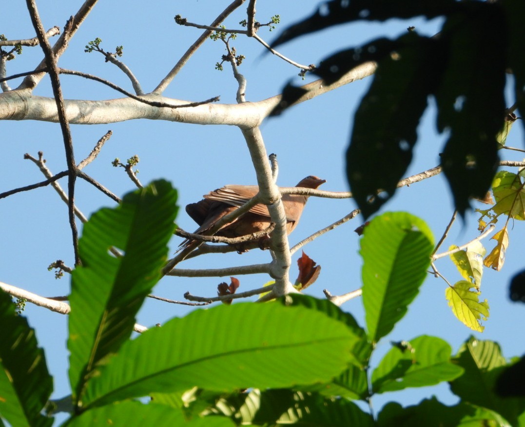 Andaman Cuckoo-Dove - ML620627172