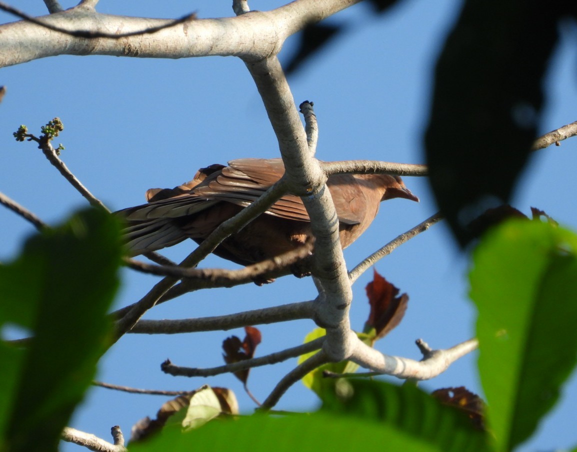 Andaman Cuckoo-Dove - ML620627173