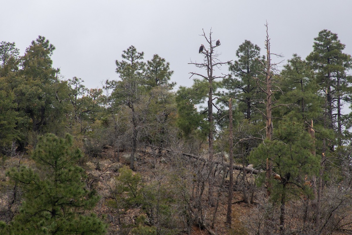 Bald Eagle - ML620627174