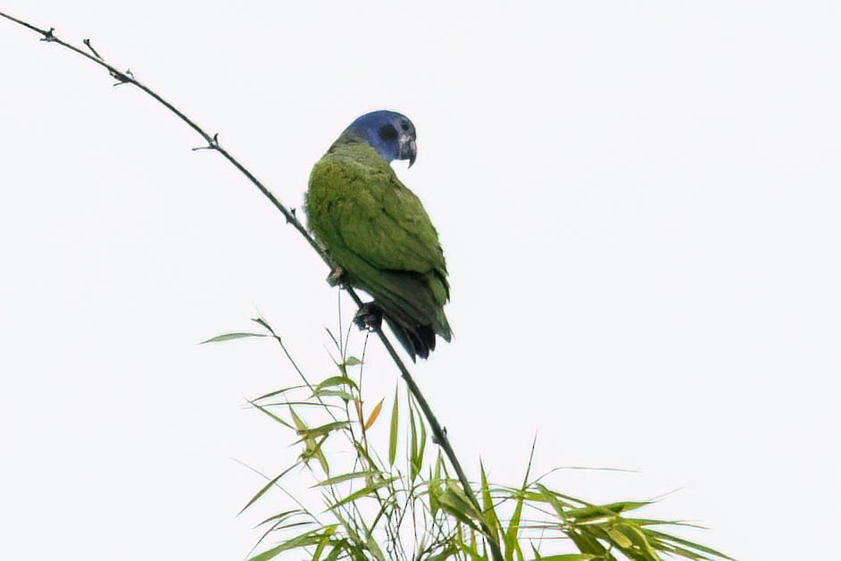 Pione à tête bleue - ML620627175