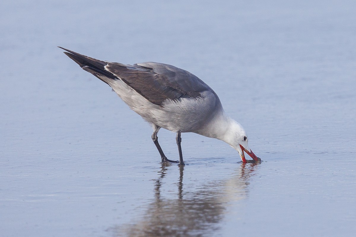 Heermann's Gull - Cathy Beck