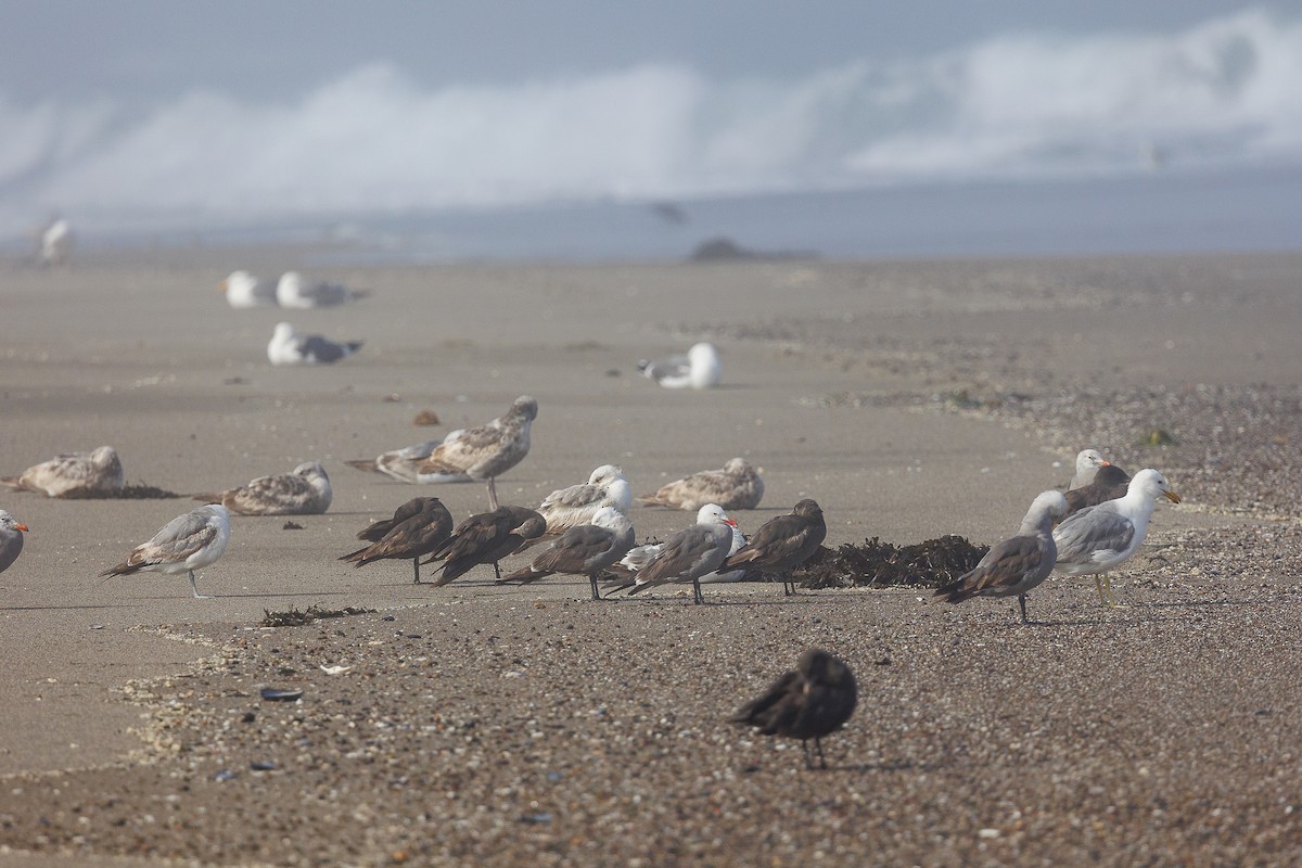 Gaviota Mexicana - ML620627177