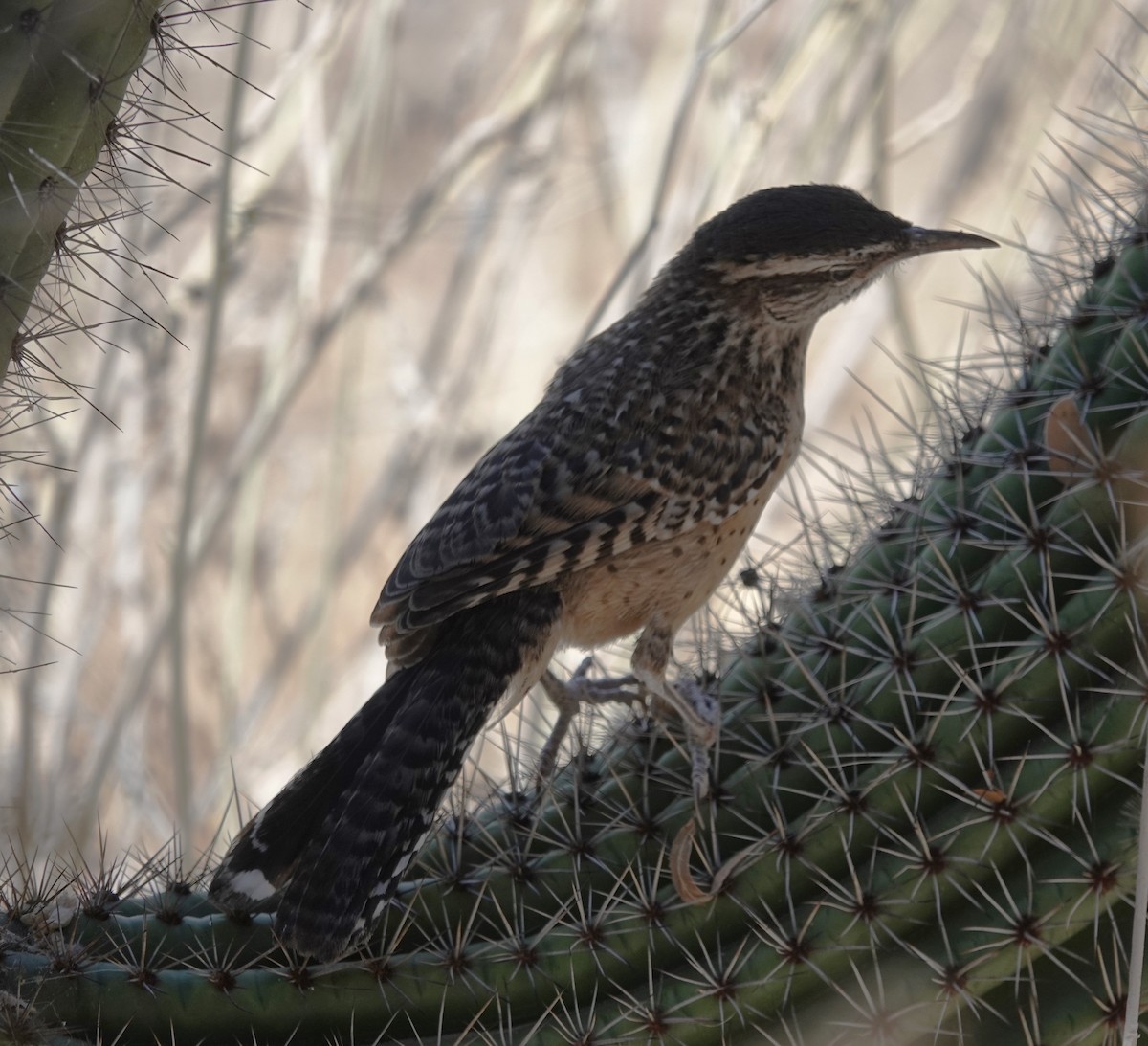 Troglodyte des cactus - ML620627179