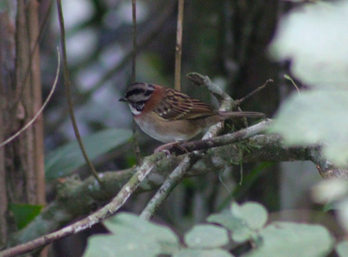 Rufous-collared Sparrow - ML620627180